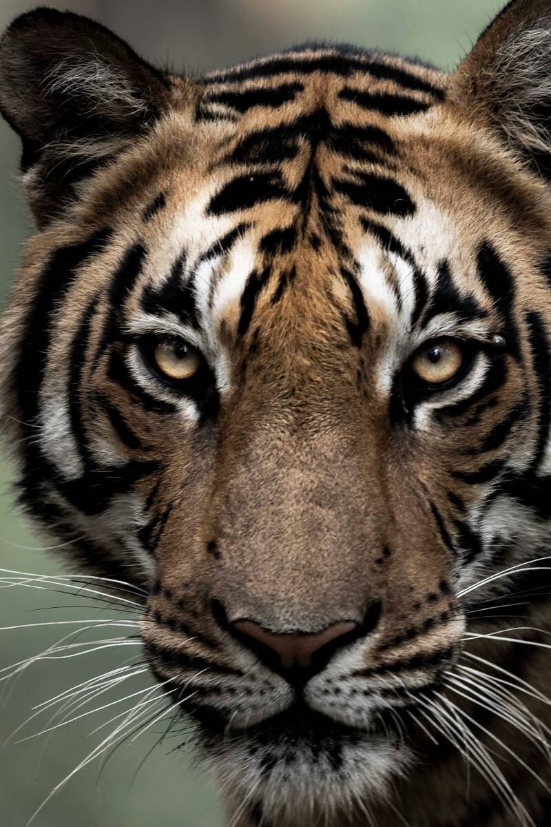 Tiger in Ranthambore