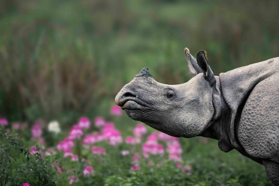 Rhino