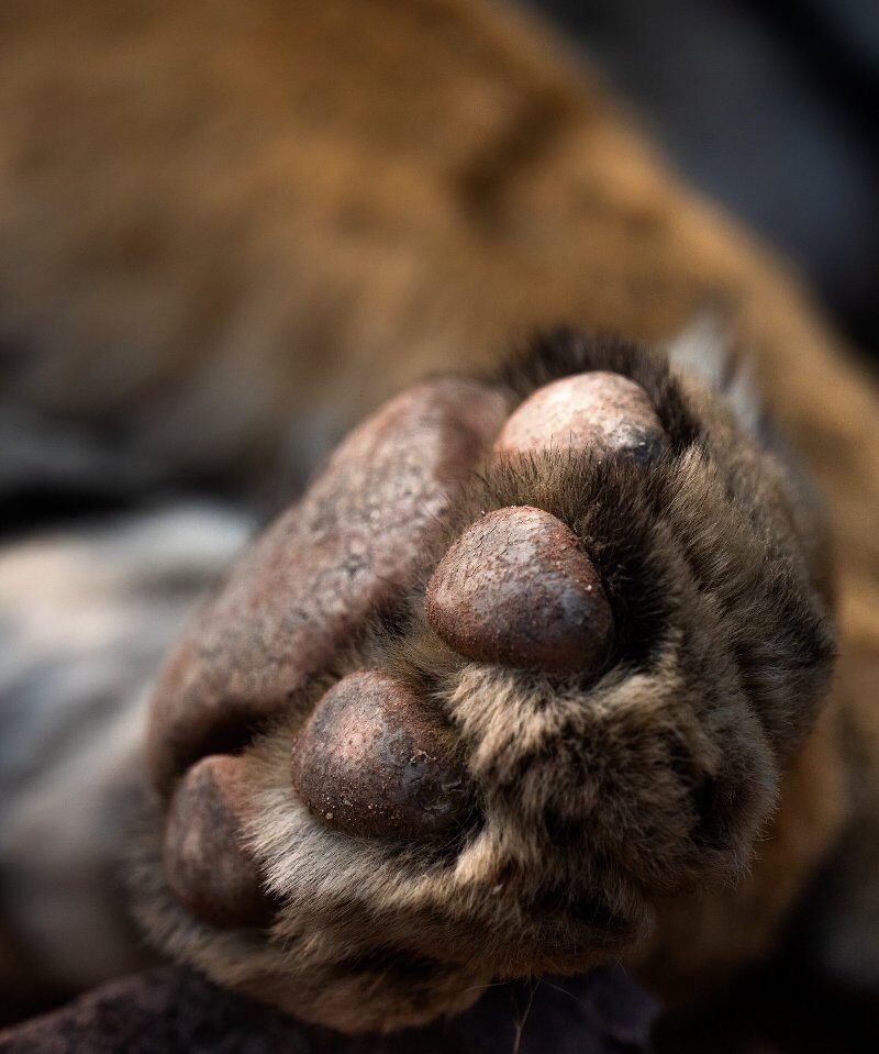 Leopard